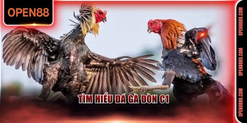 Giải đấu đá gà đòn C1 quy tụ nhiều trận kịch tính